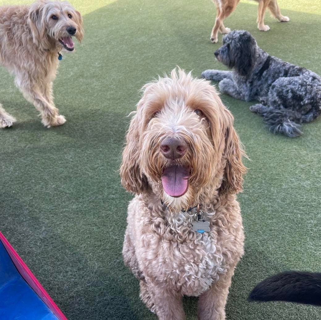 The Ranch Pet Resort & Spa 2