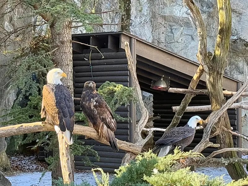 Roger Williams Park Zoo 2