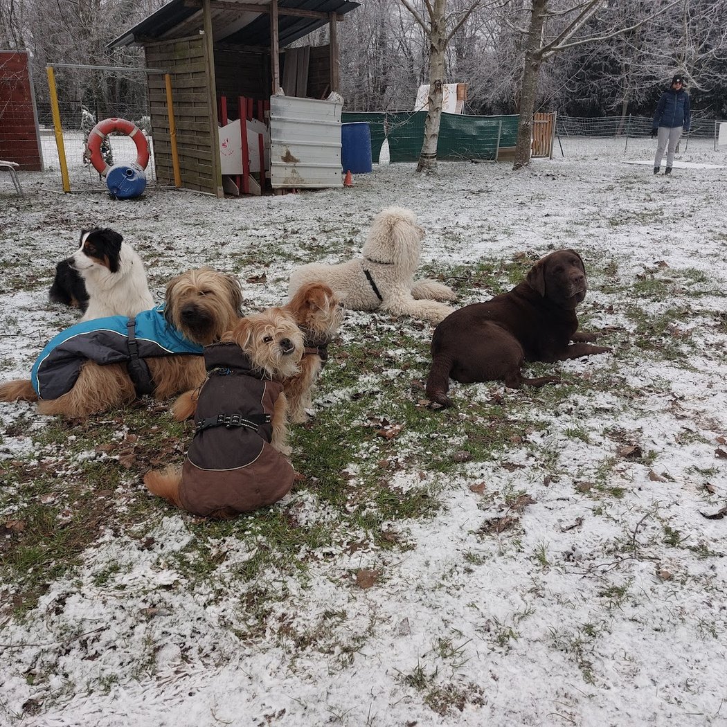 Formations premiers secours canins 1