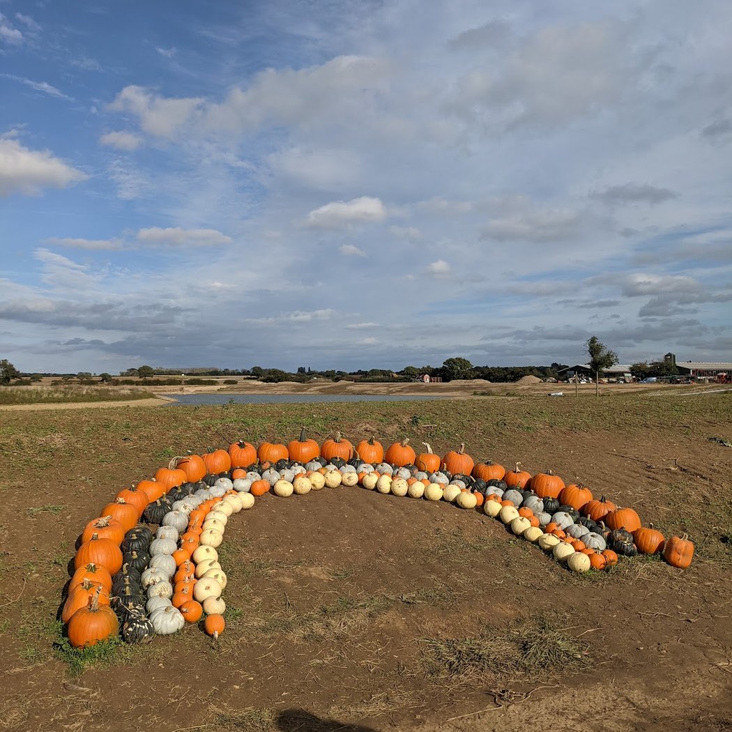 Pumpkin Patch 2