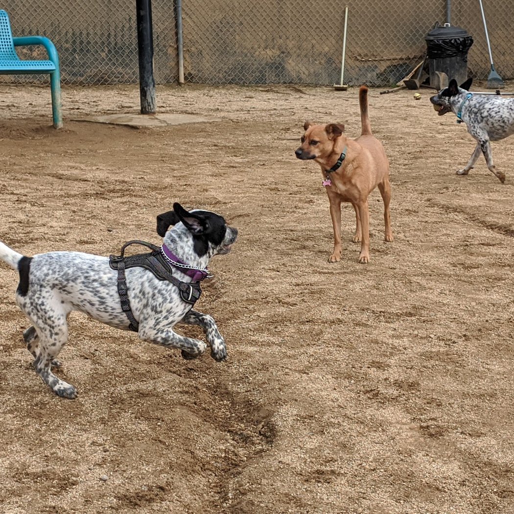 Boneyard Dog Park 2