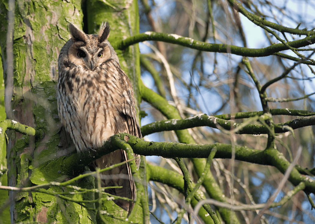 Guided Bird Walk