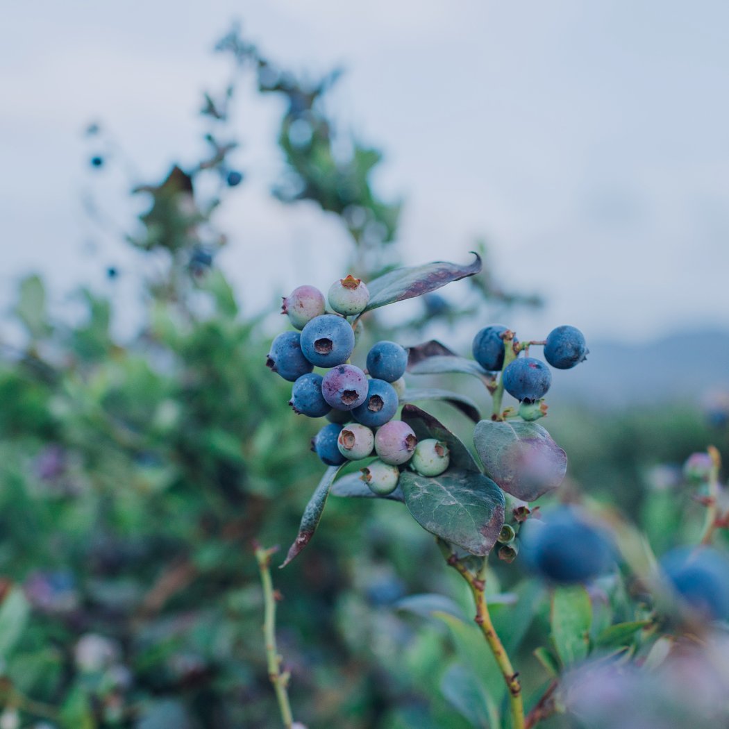 Gerry Ranch Berries 2
