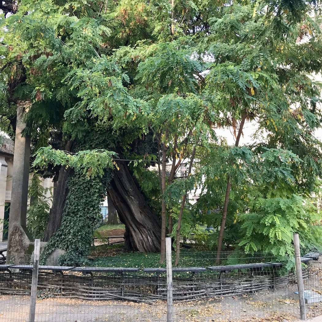The Oldest Tree in Paris 2
