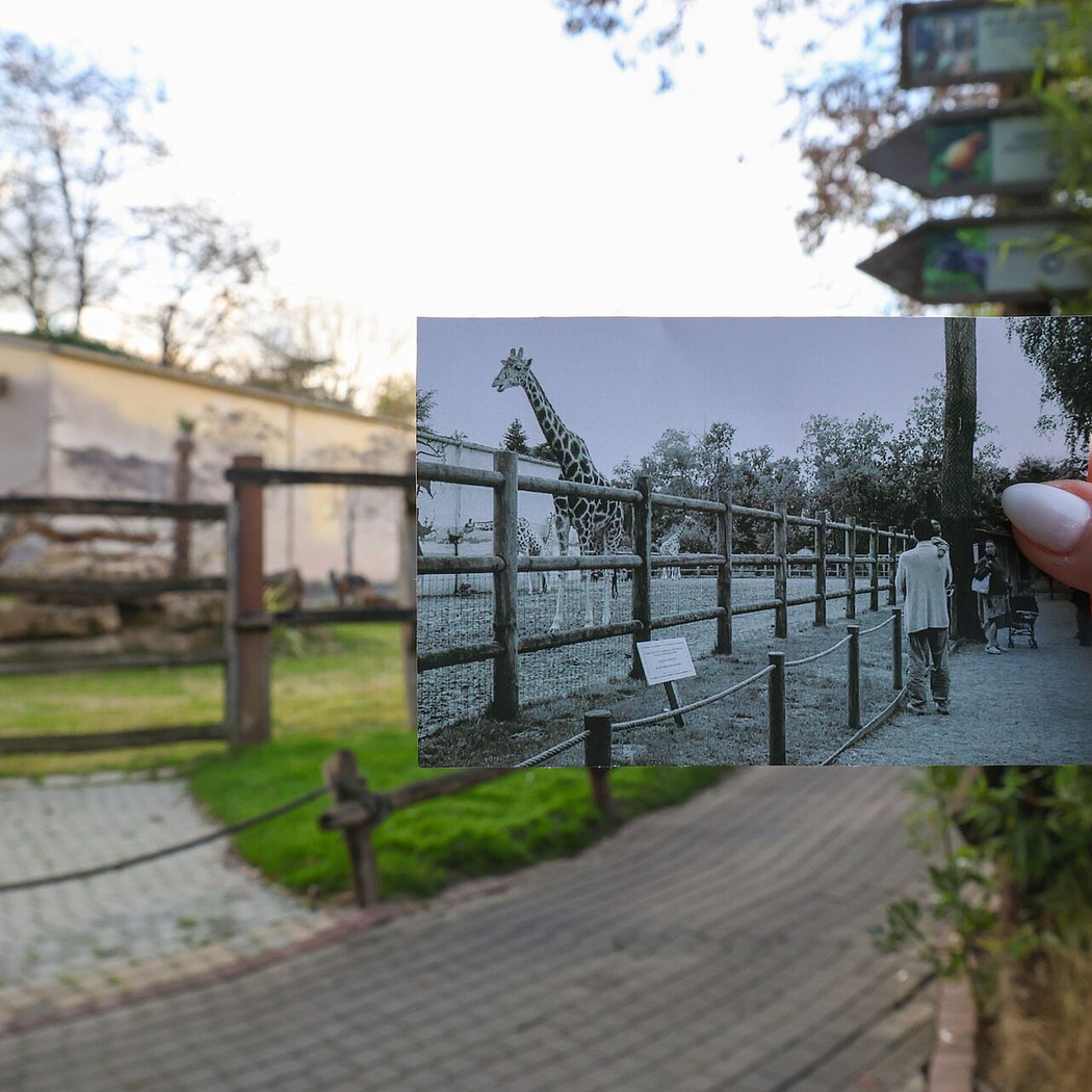 Saison anniversaire des 80 ans du Zoo de La Flèche 2