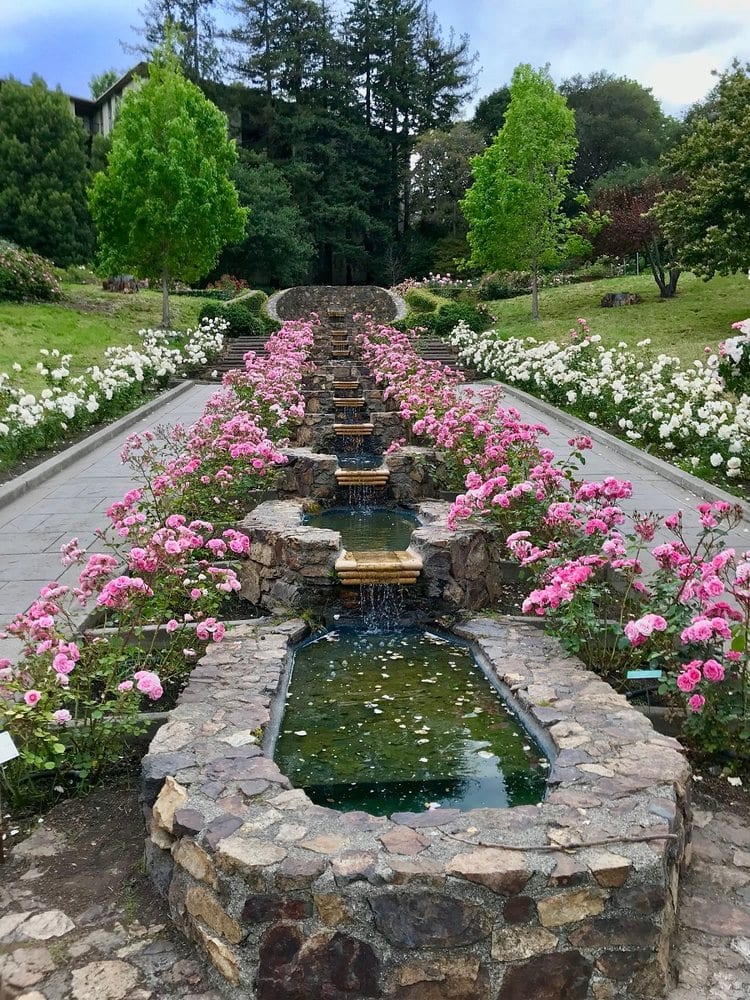 Morcom Rose Garden 1