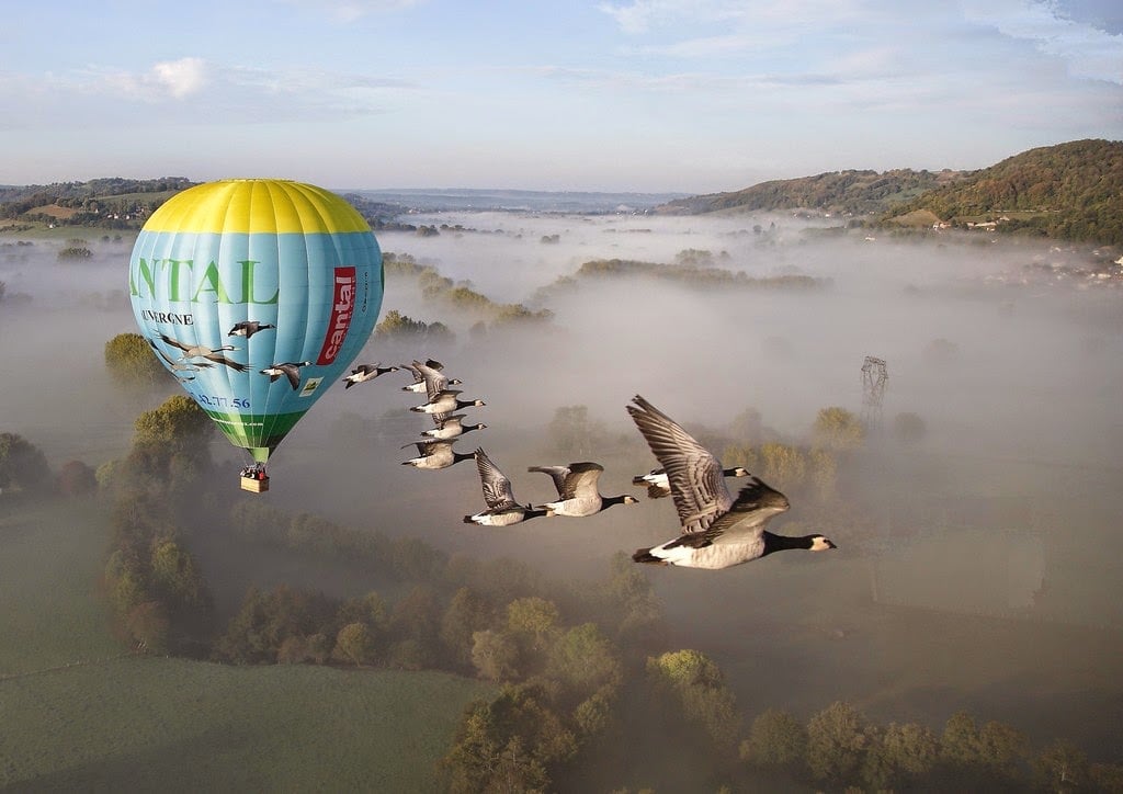 Fly with Birds 5
