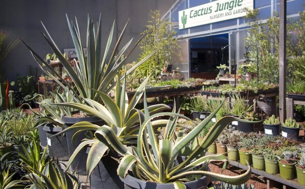 Cactus Jungle Nursery and Garden 1