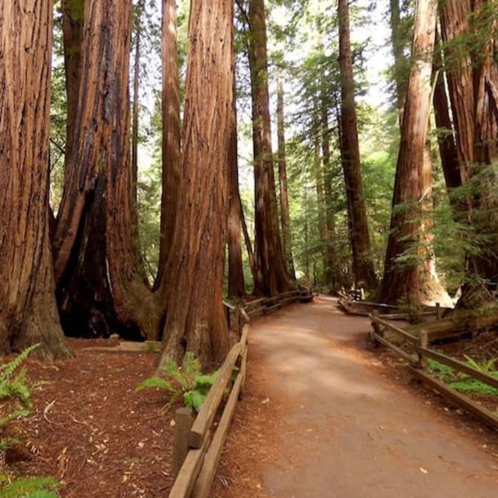 Muir Woods: Half-Day Trip from San Francisco