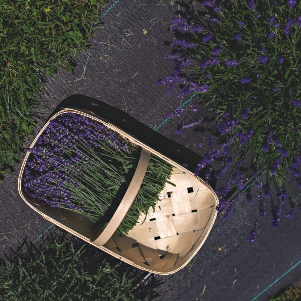 U-Pick at the Lavender Farm 2