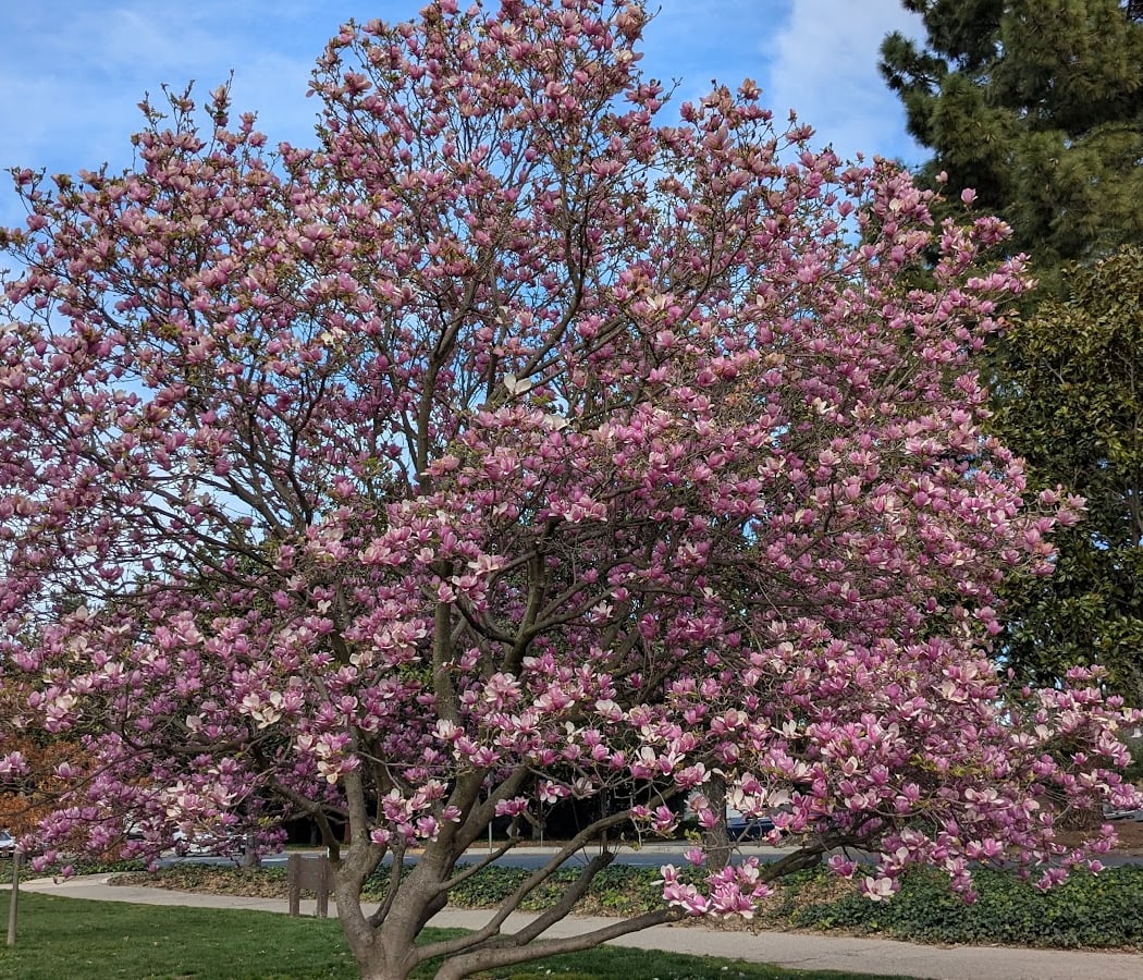 Cuesta Park 4
