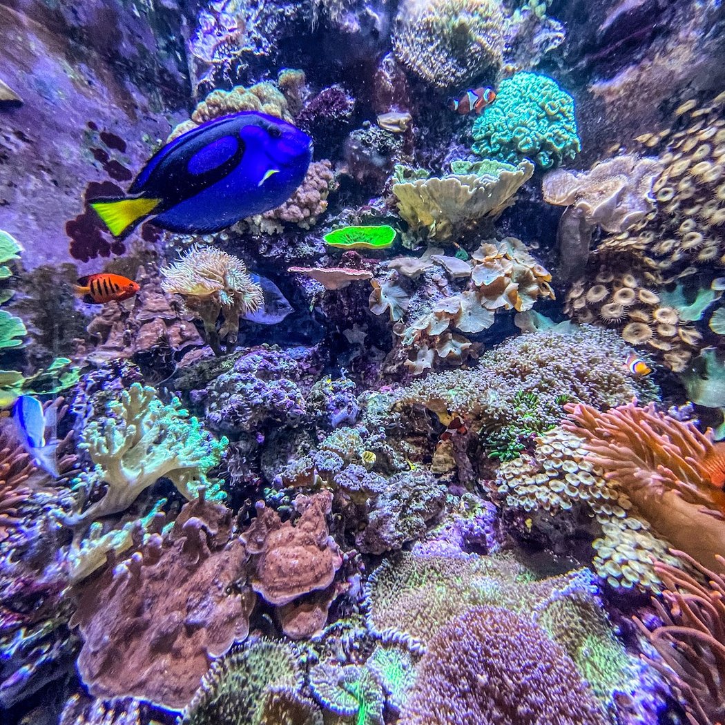 Aquarium of the Bay 4
