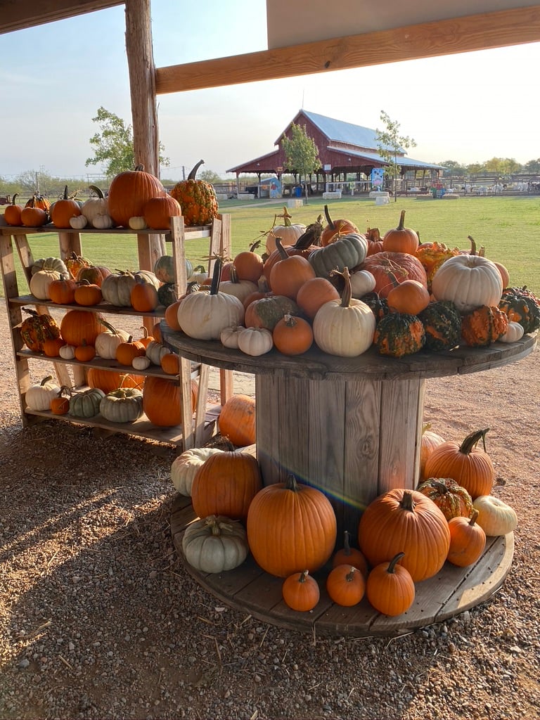 Big Orange Pumpkin Farm 4