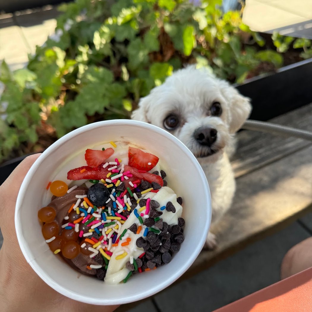 As You Wish Frozen Yogurt - Albany, CA 1