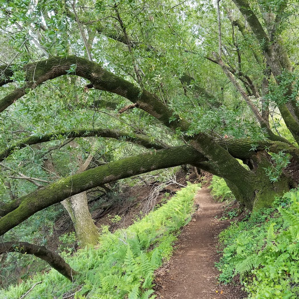Foothills Open Space Preserve 1
