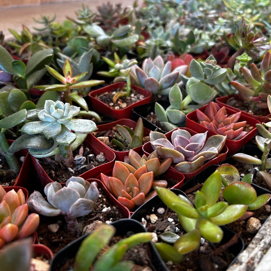 iLovetus Succulents 5