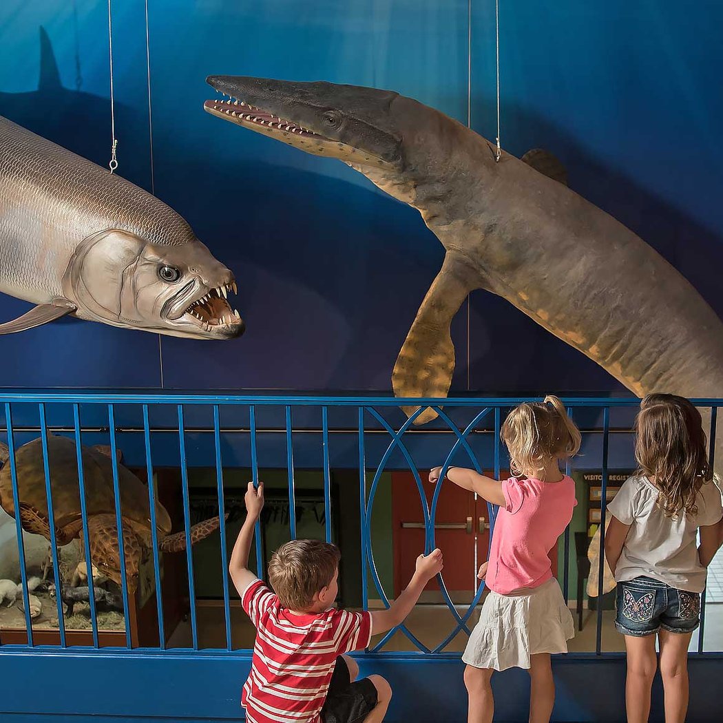 Hastings Museum 1