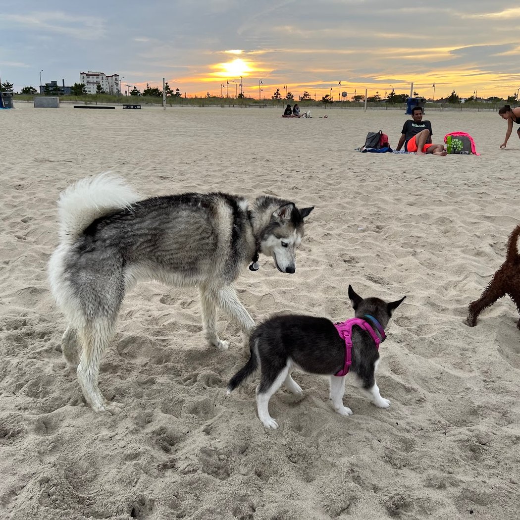 Asbury Park Dog Beach 2