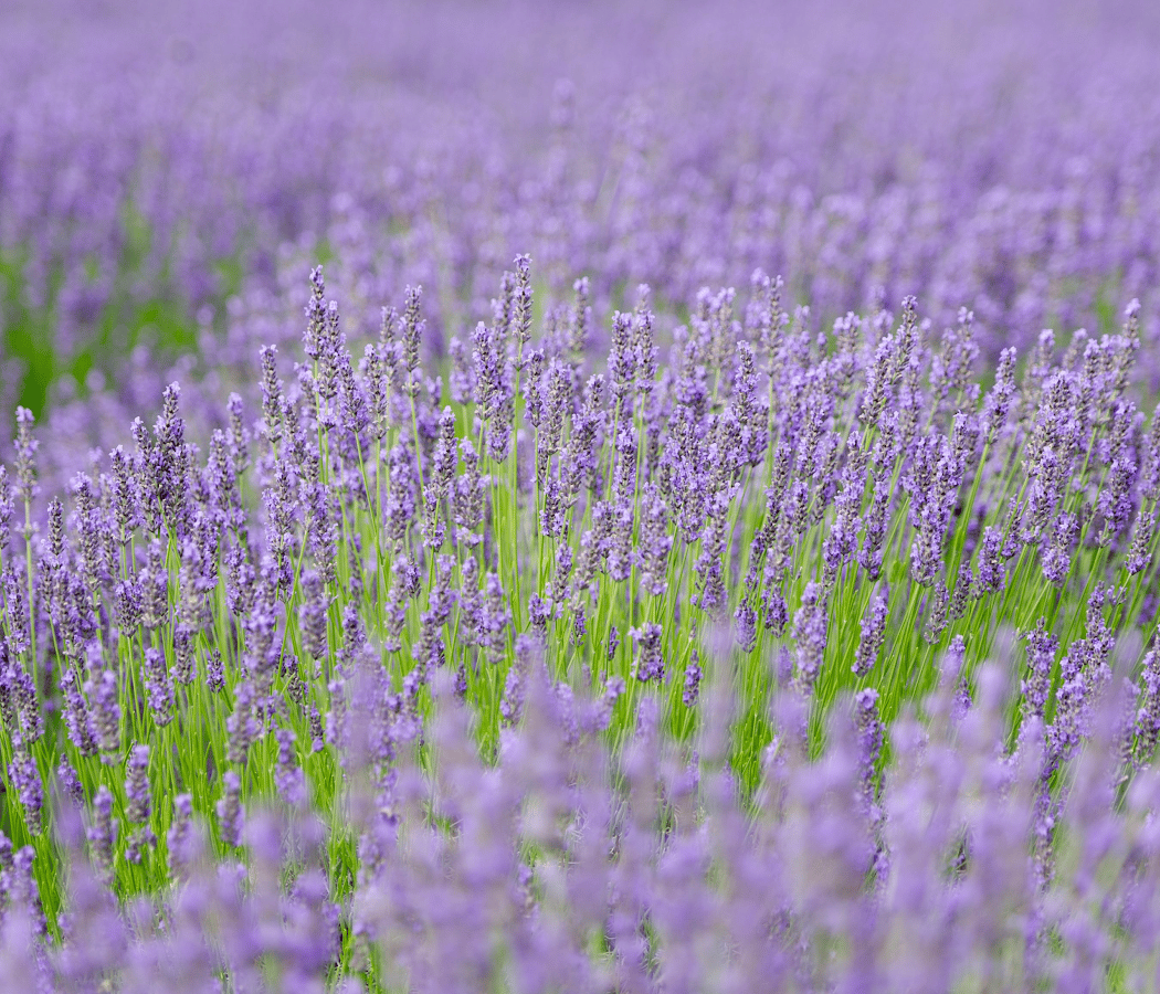 Lavender By the Bay 1