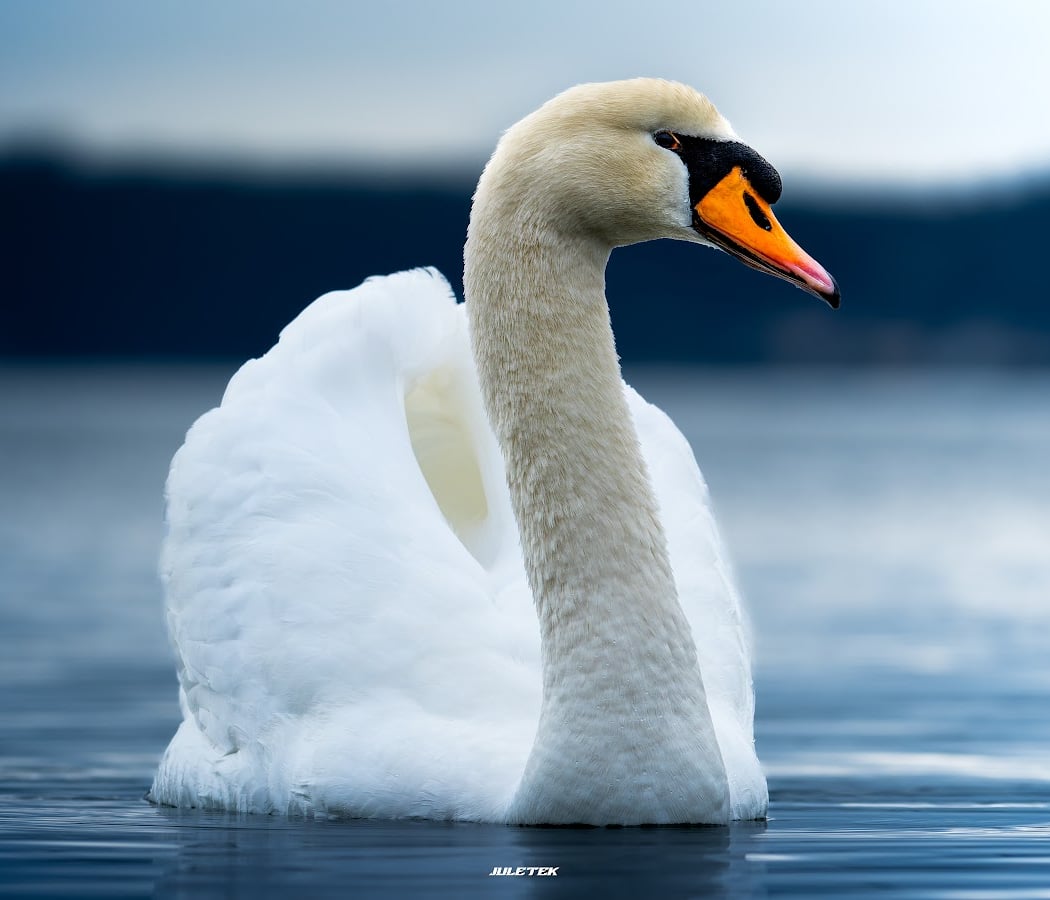 Autour de La Petite Camargue 1