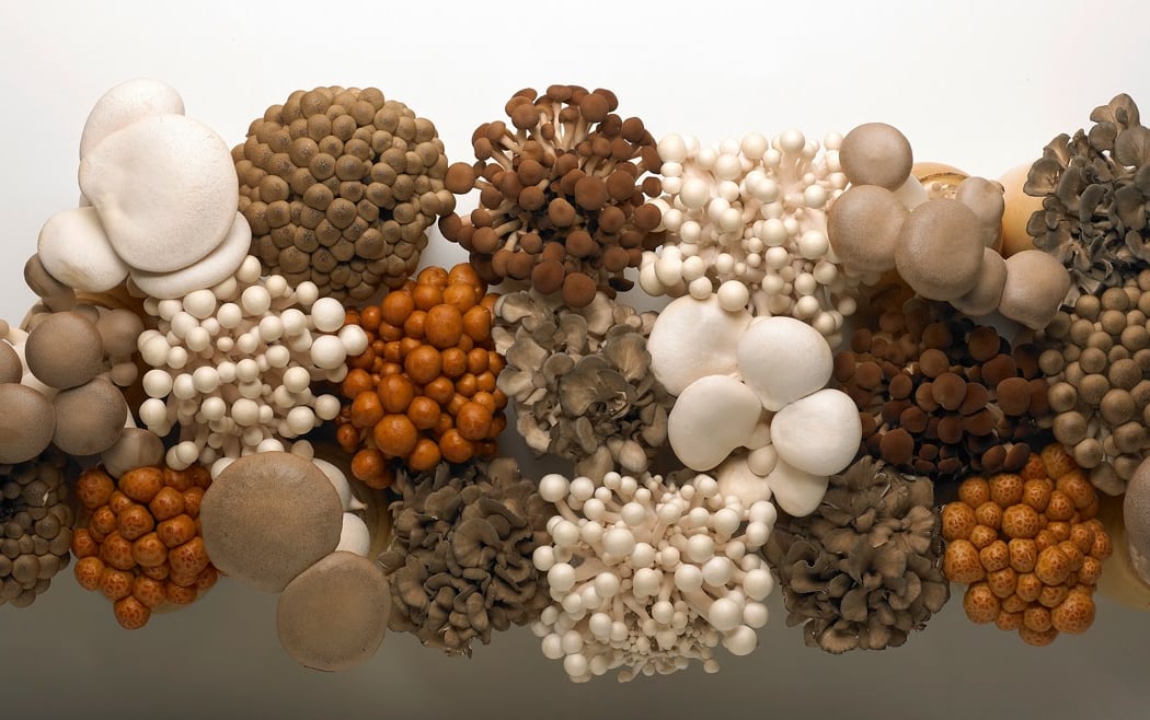 Gourmet Mushrooms Inc - Mycopia 1