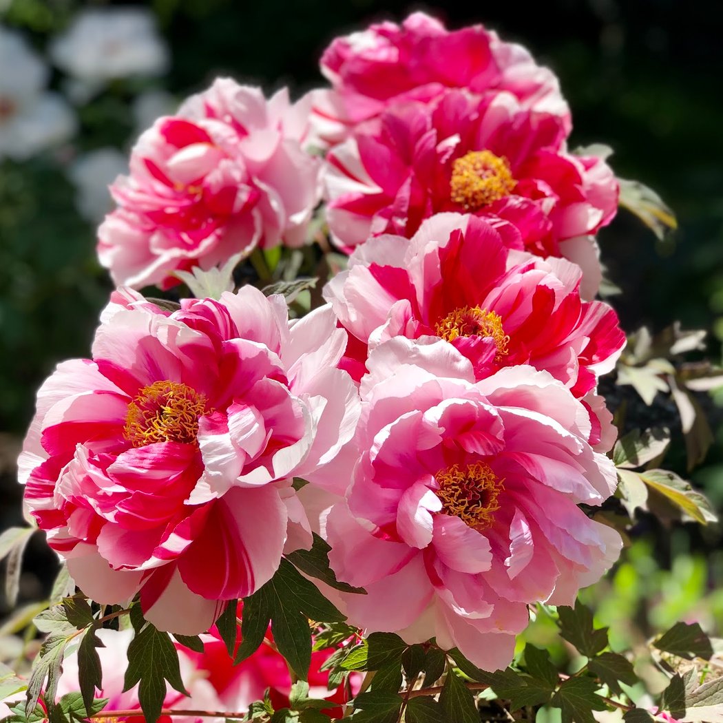 CharMarron Peony Nursery 1