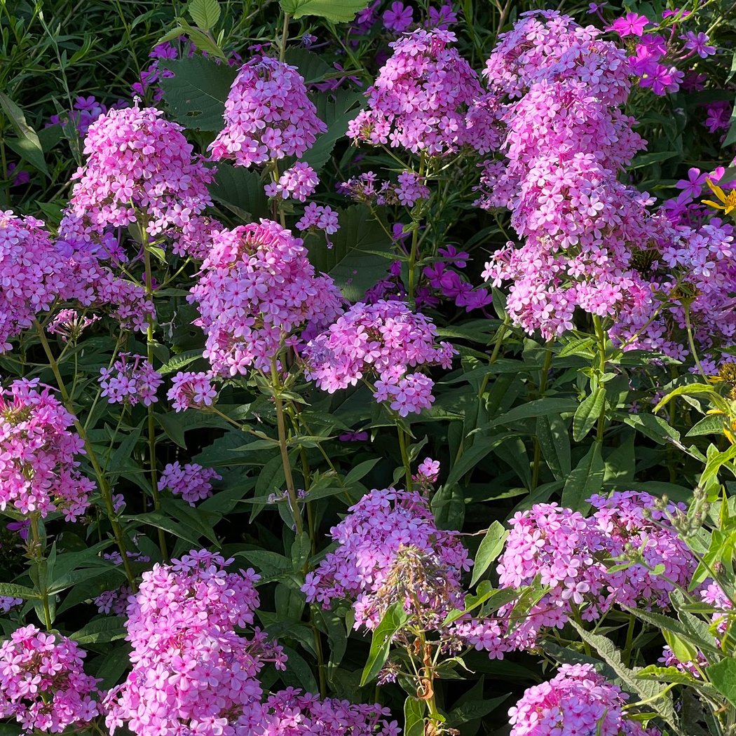 Butterfly Gardens of Central Park 3