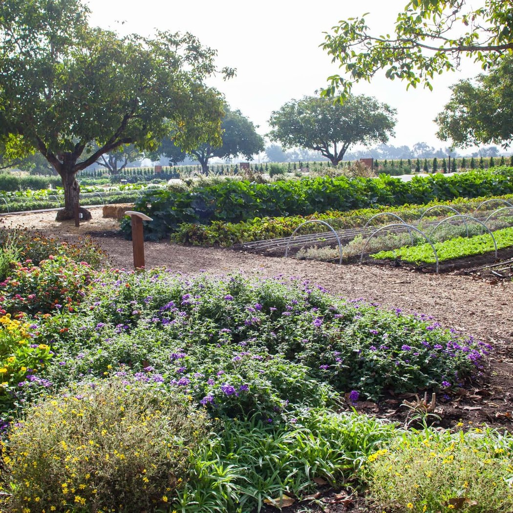 Kendall-Jackson Wine Estate & Gardens 4