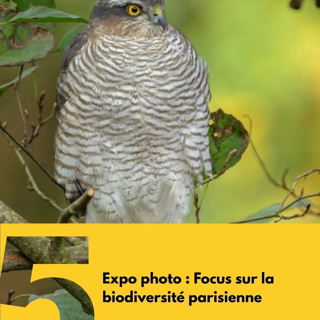 Expo photo : Focus sur la biodiversité parisienne 1