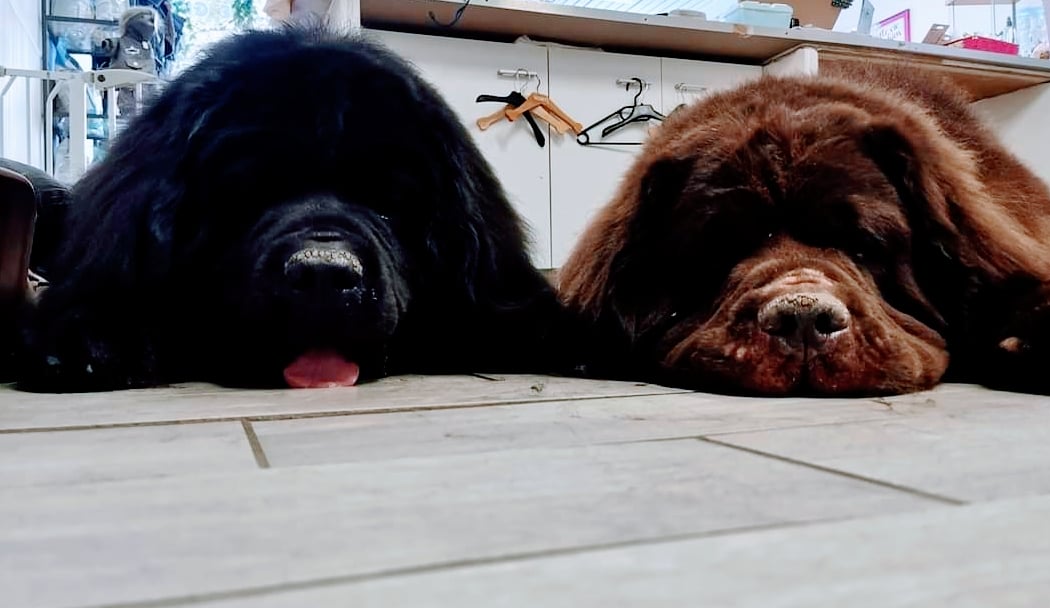 Cab'Hochard (Salon de Toilettage Canin) 2