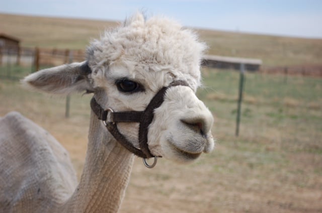 Prairie Pup Adventures: Farm Animals 2