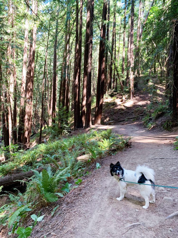 West Ridge Trail 1