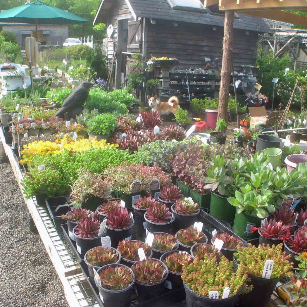 Catskill Native Nursery 3