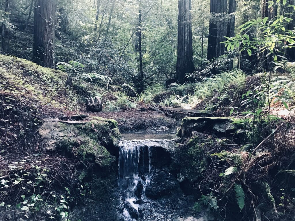 The Madeleine Sone Wildlife Preserve 3