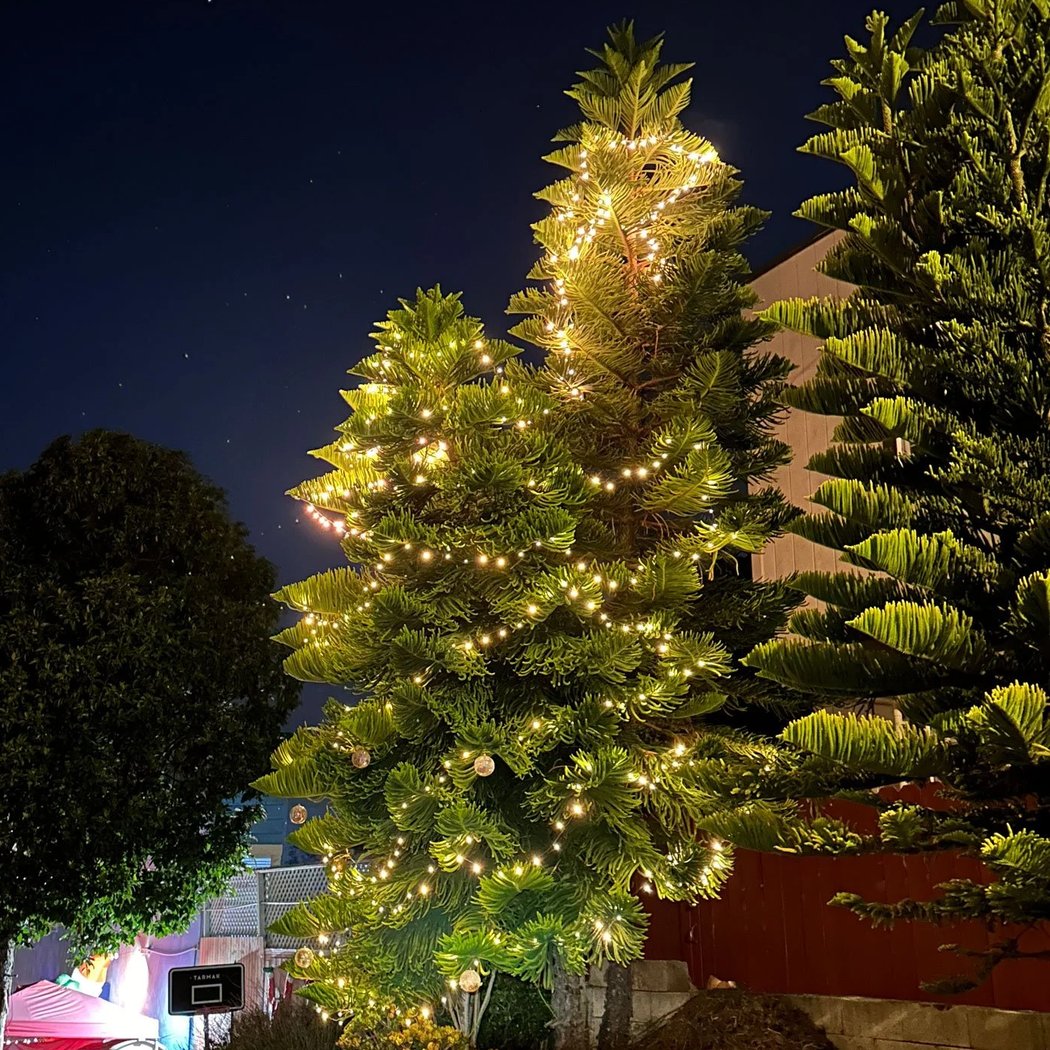 Ogden Avenue Gardens Tree Lighting 2025 1