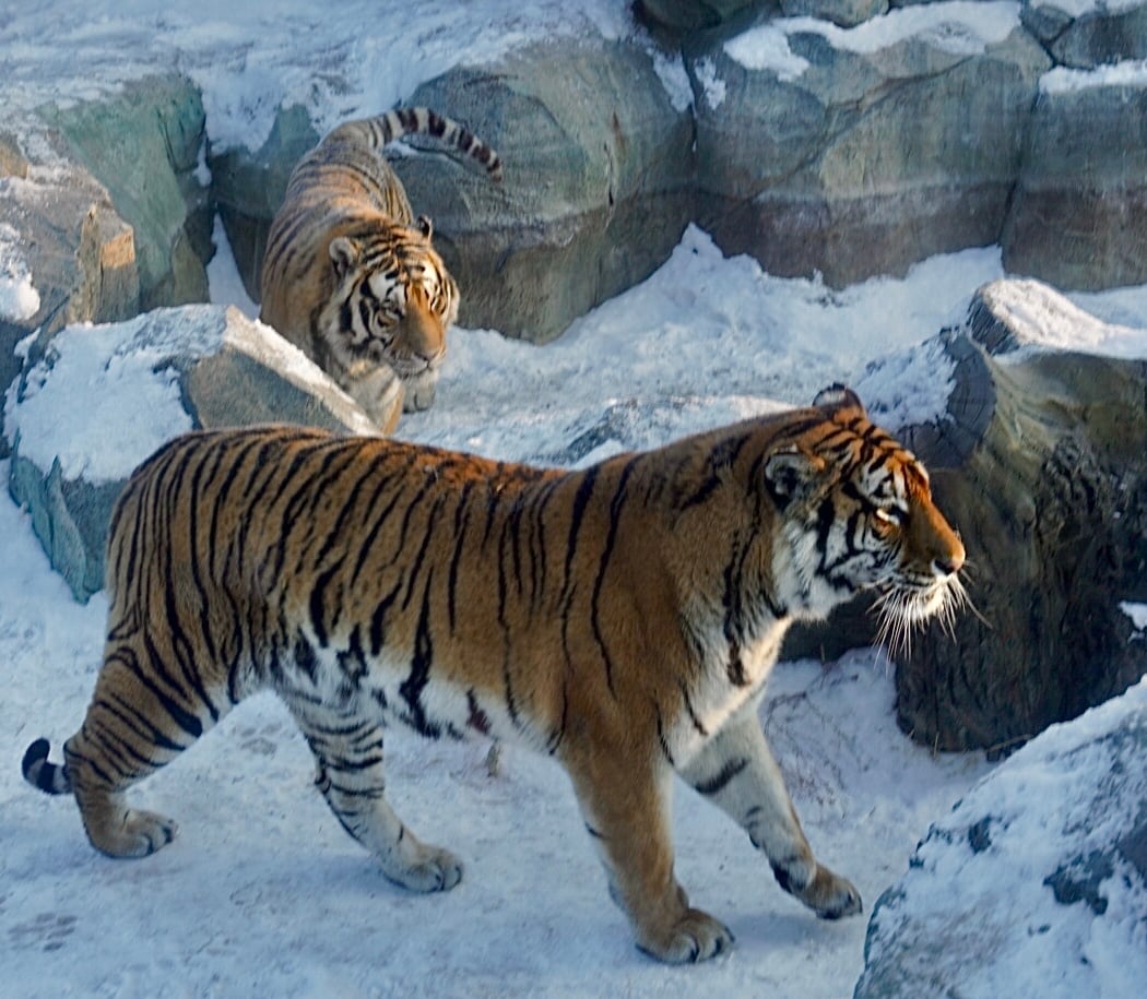 Siberia Tiger Park 1