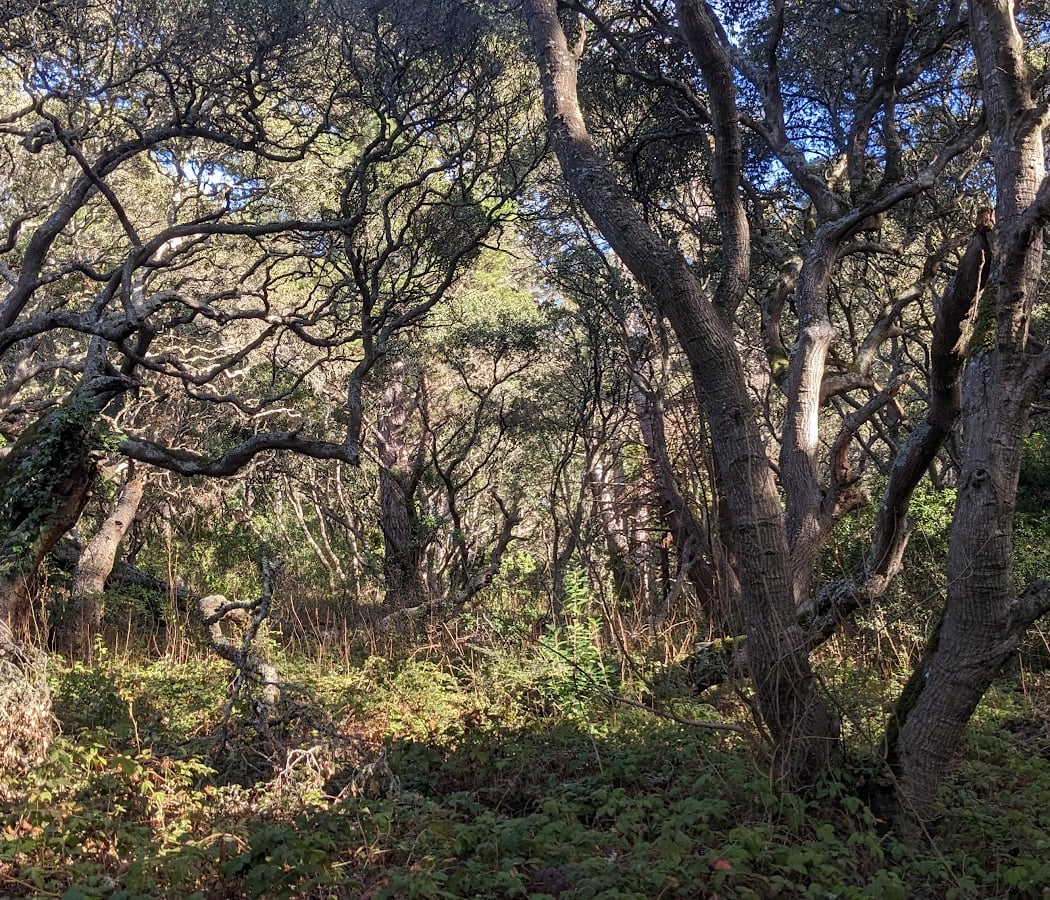 Junipero Serra Park Playground 2