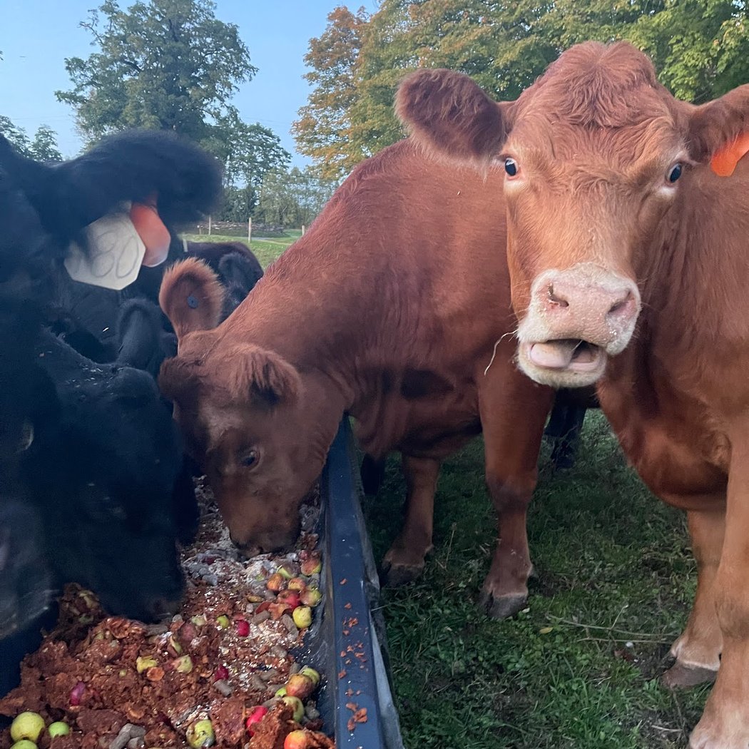 Millbrook Beef & Dairy 3