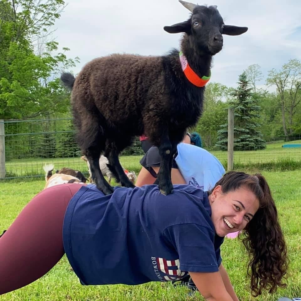 Goat Yoga 1