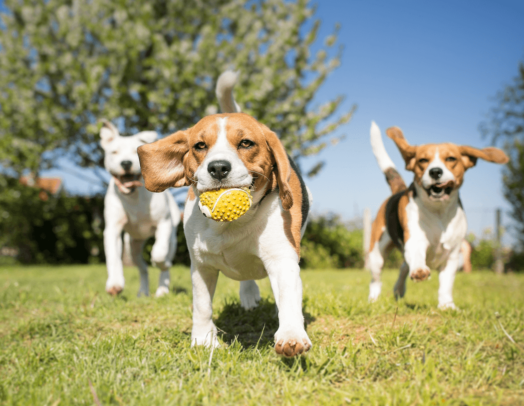 Bark in the (Confluence) Park 1