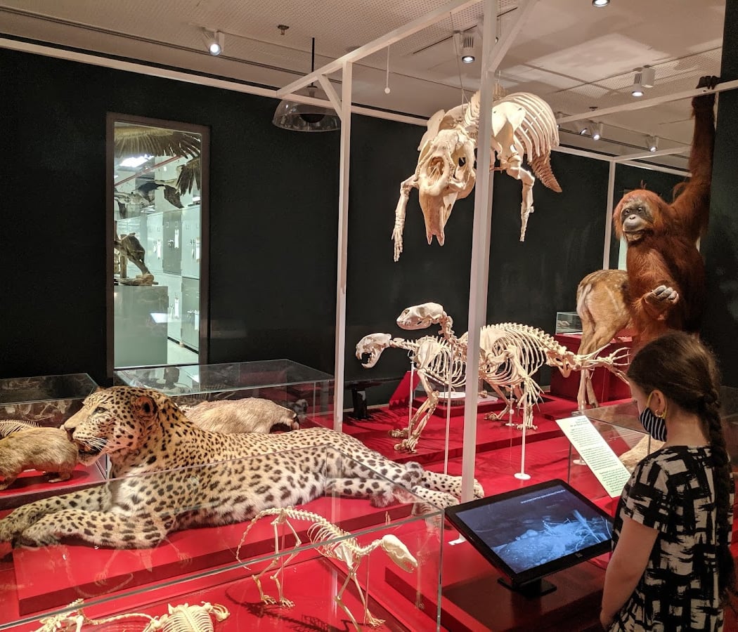 The Steinhardt Museum of Natural History 2