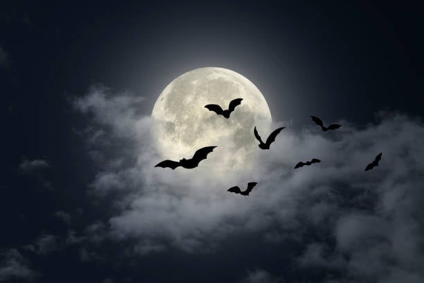 Nature at Night: Bats! 3