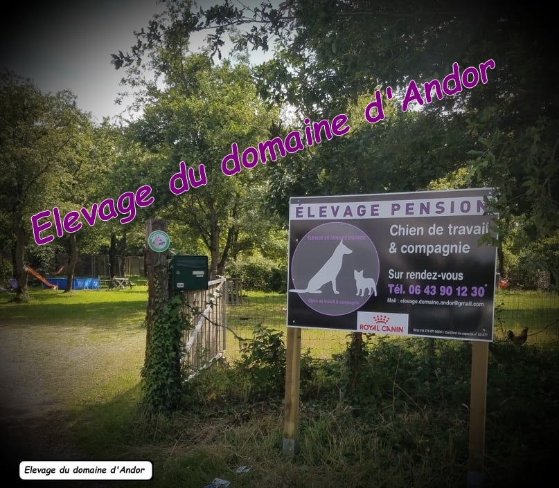 Domaine d'Andor - Élevage - Pension - Éducation 2