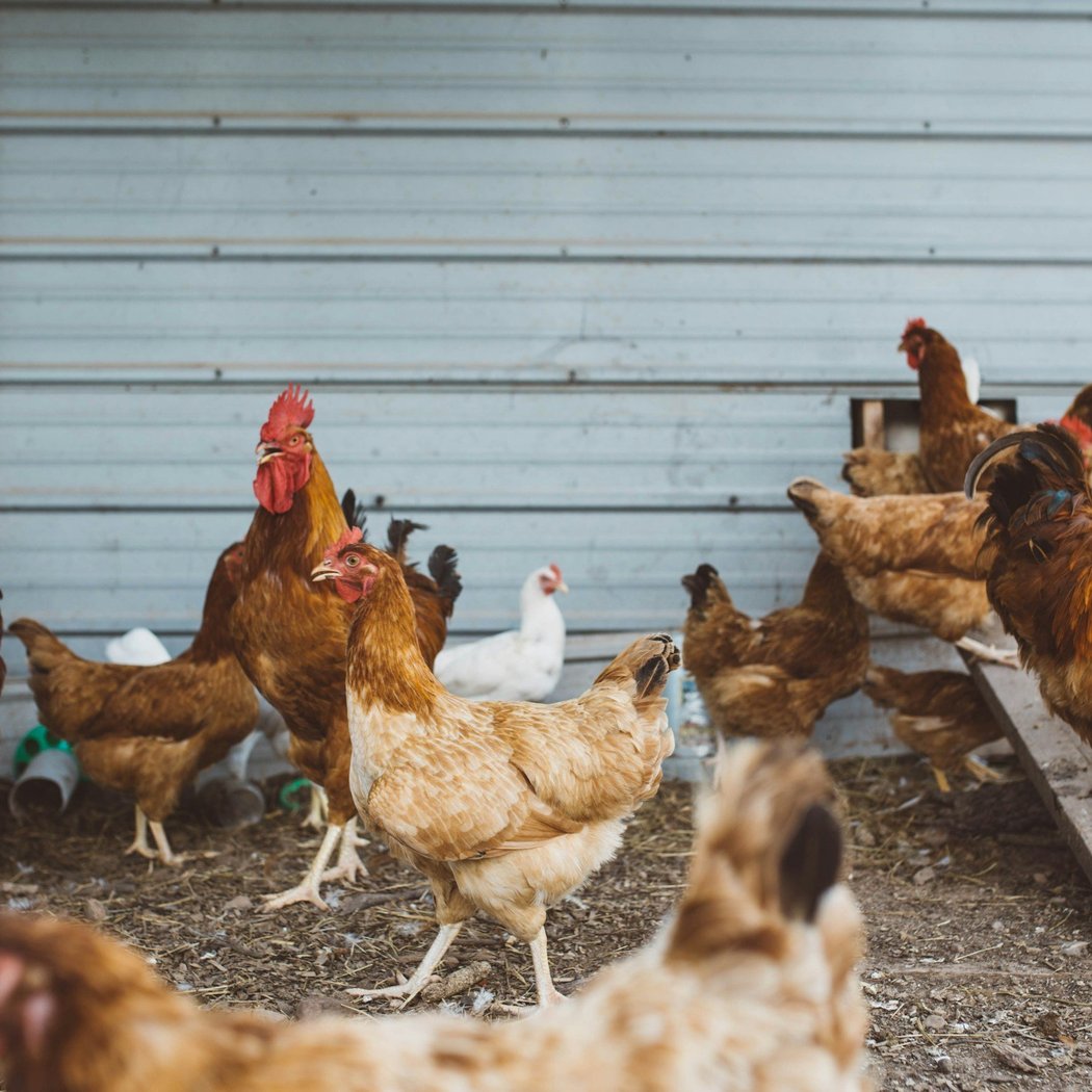 Charlie's Acres Farm Animal Sanctuary 2
