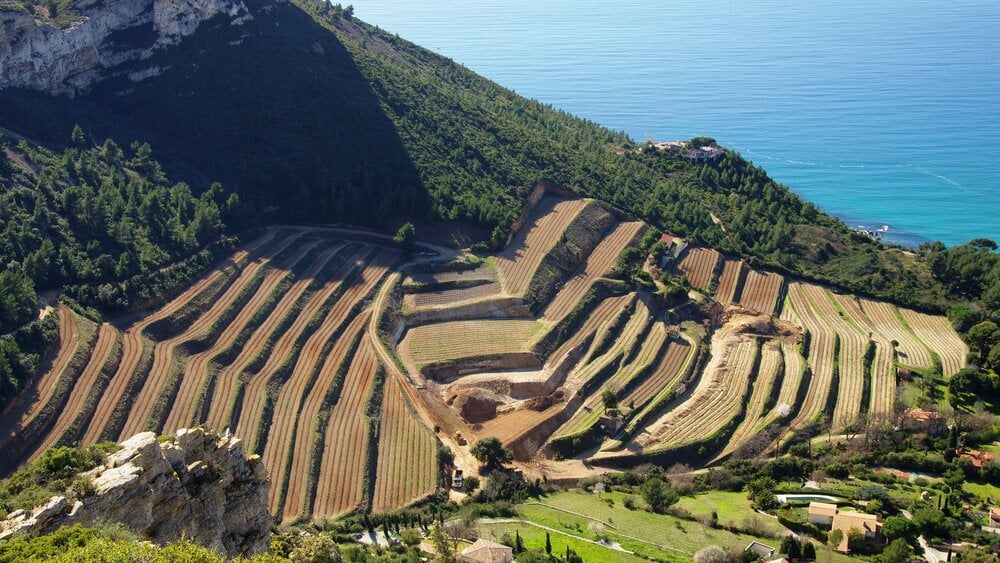 Clos Sainte-Magdeleine - Vins blanc et vins rosé de Cassis 1
