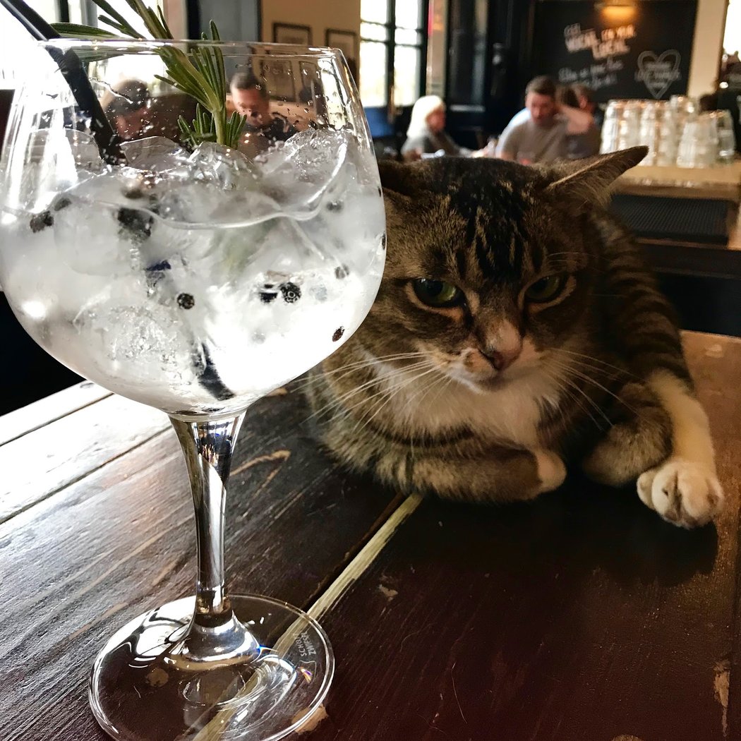 The Swimmer at the Grafton Arms 1