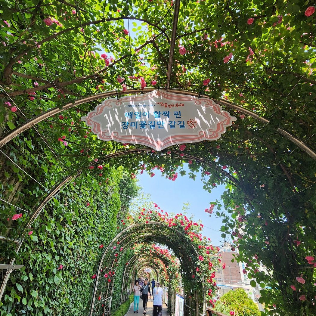 Seoul Rose Festival 1