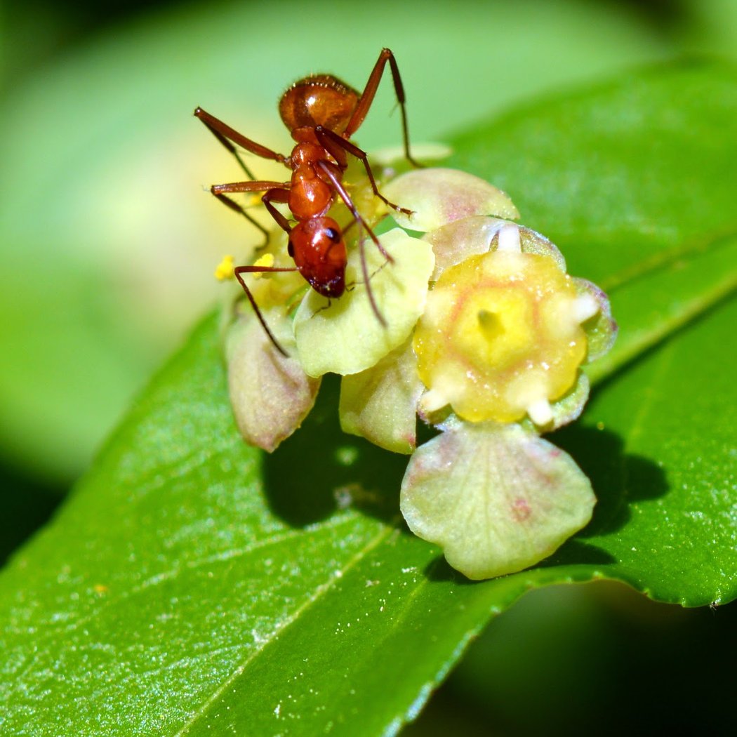 NEC Drop-in: Peculiar Pollinators 2