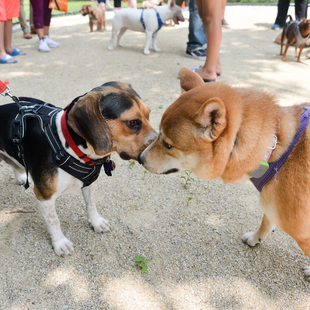 Bronx River Park Dog Run 1