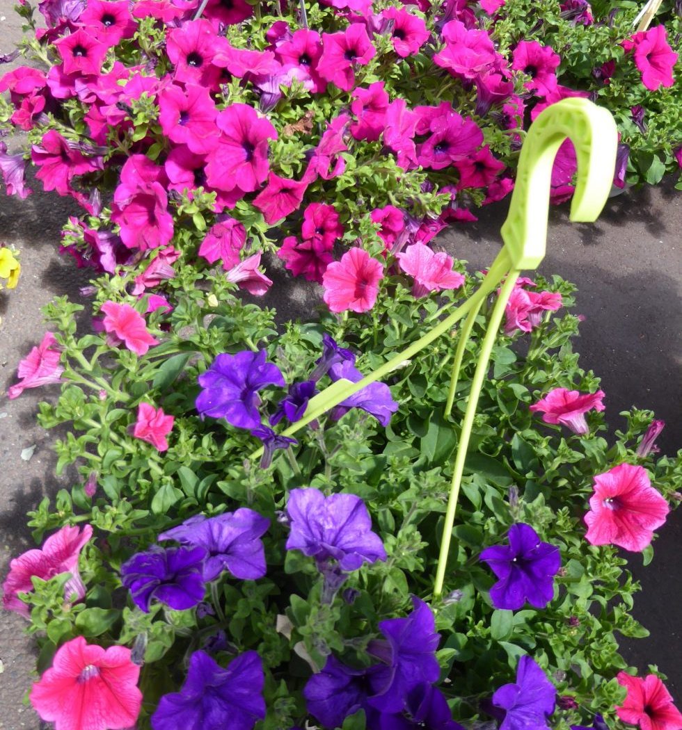 Marché aux Fleurs, édition d’Automne 2